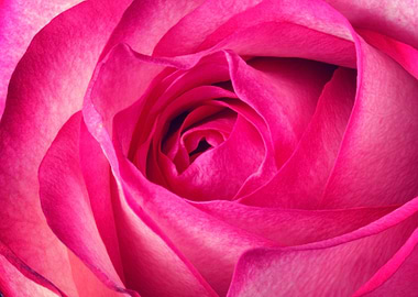 Close-up of a Pink Rose