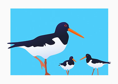 Oystercatchers
