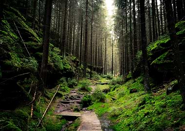 Lush Green Forest Path