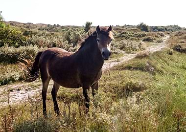 Brown Horse in Grassy Field
