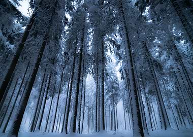 Snowy Forest Canopy