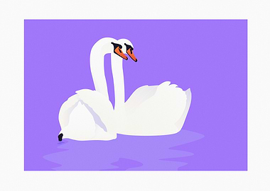 Two Mute Swans on Water