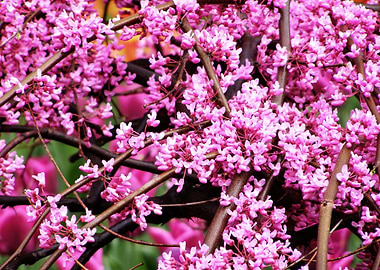 Pink blossoms on tree branches