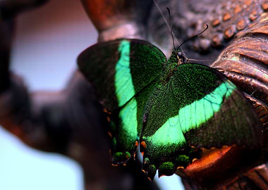 Emerald Swallowtail Butterfly Close-Up