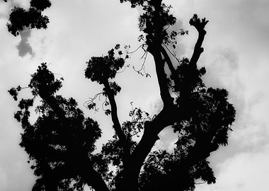 Black and White Tree Silhouette