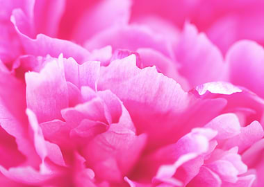 Close-up of a Pink Peony