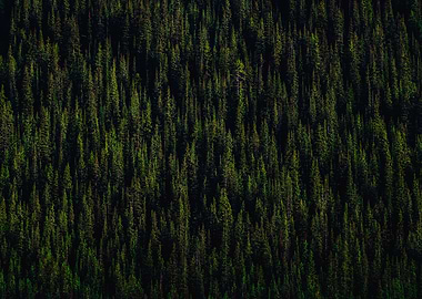 Dense Evergreen Forest Canopy