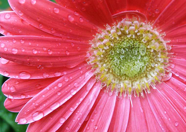 Pink Gerbera Daisy with Water Droplets