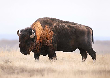 Bison Whisper