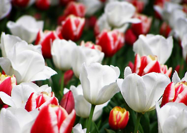 Red and White Tulip Flowerbed