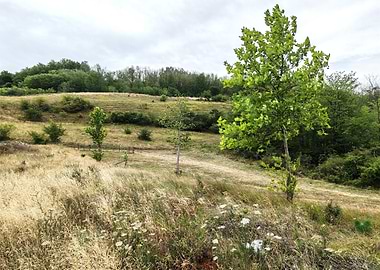 Green Tree in a Grassy Field