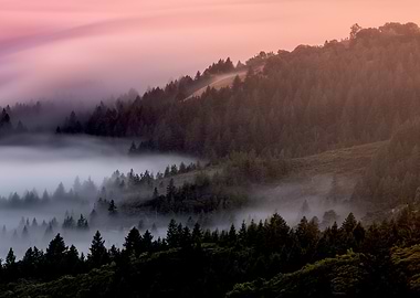 Misty Forest Landscape at Sunset