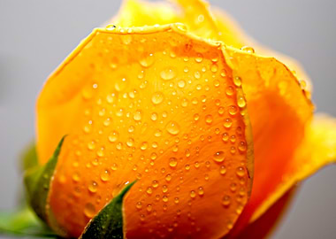 Dew-Kissed Yellow Rose