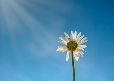Daisy against a blue sky