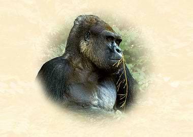 Portrait of a Gorilla Eating Grass