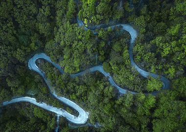 Winding Road Through Lush Green Forest