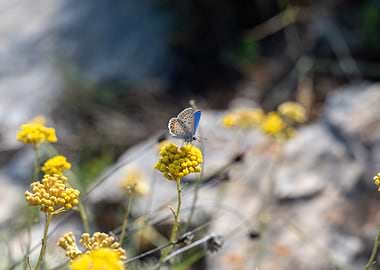 Blue Butterfly on Yellow Flower