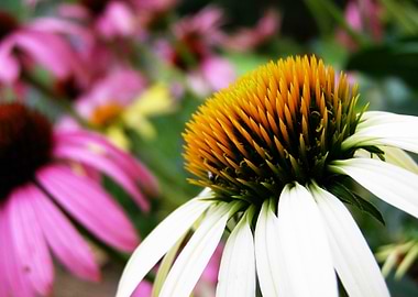 Echinacea Flower Close-Up