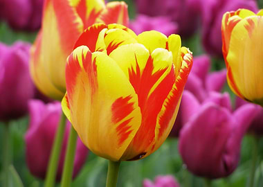 Vibrant Tulip Garden