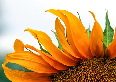 Close-up of a Vibrant Sunflower
