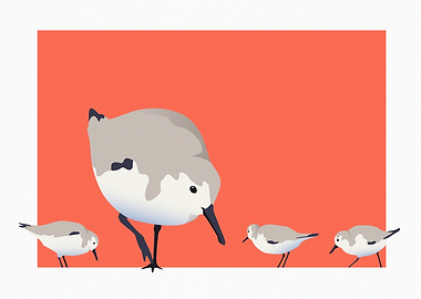 Sanderling Sandpipers