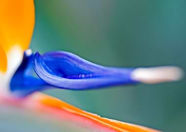 Bird of Paradise Flower Close-Up
