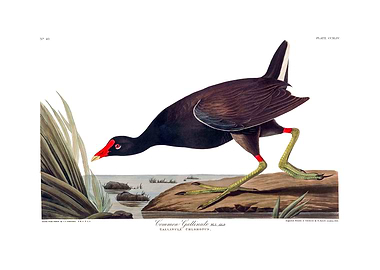 The Birds of America - Common Gallinule