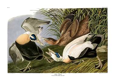 The Birds of America - Eider Duck