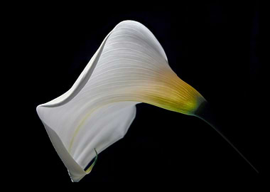 Elegant White Calla Lily on Black