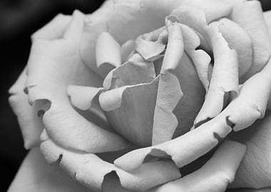 Monochrome Rose Blossom Close-Up