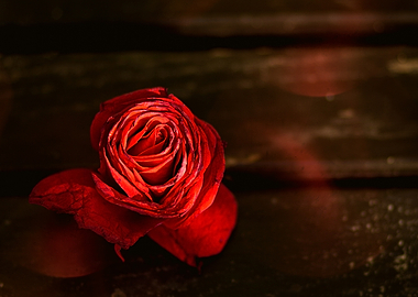 Red Rose on Dark Wood