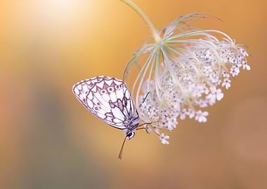 Butterfly on White Flower