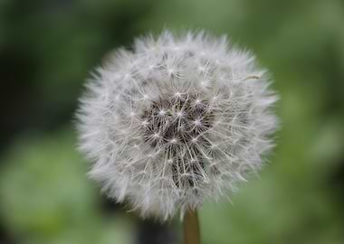 Dandelion Seed Head Close-Up