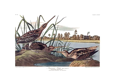 The Birds of America - American Snipe