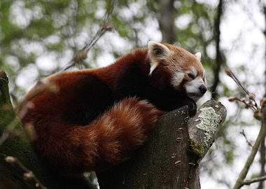 Red Panda Sleeping on Tree Branch