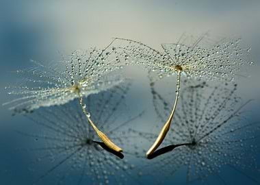 Dandelion seeds with water droplets
