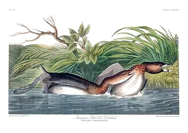 The Birds of America - American Pied-bill Dobchick