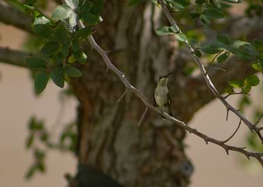 Hummingbird Perched on a Branch