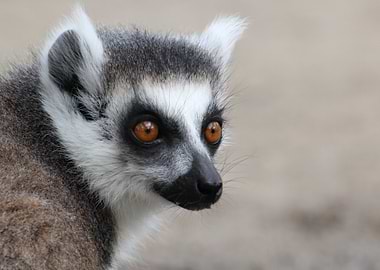 Ring-tailed Lemur Portrait