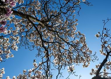 Magnolia Tree Blossoms Against Blue Sky