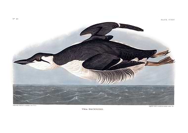 The Birds of America - Uria Brunnnichii