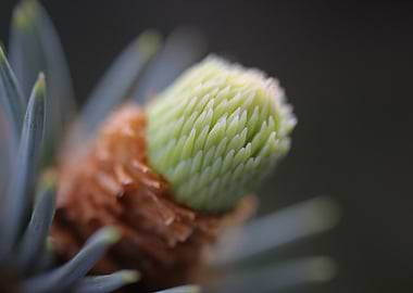 Macro shot of a pine bud