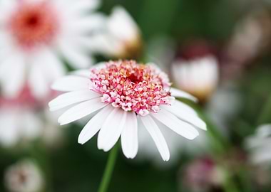White and Pink Daisy Close-Up