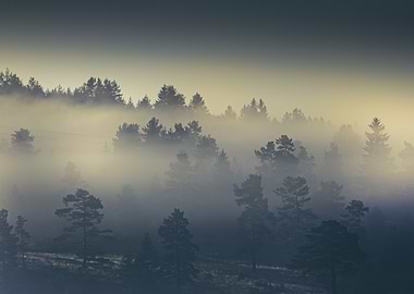 Misty Forest Landscape