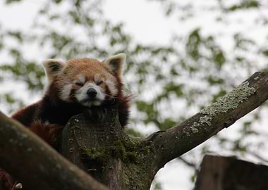 Sleeping Red Panda on a Branch
