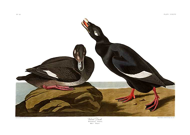 The Birds of America - Velvet Duck