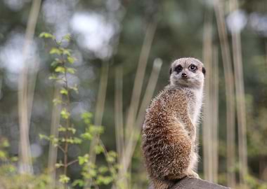 Meerkat Portrait in Natural Setting