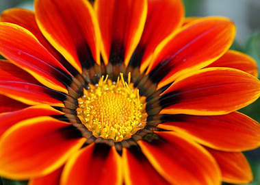 Gazania Flower Close-Up