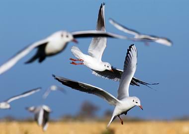 Seagulls Flying in Blue Sky