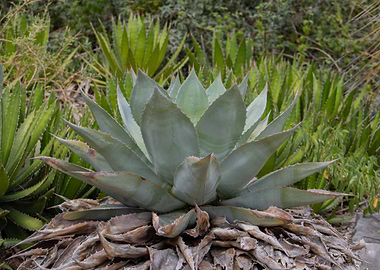 Agave Plant in Natural Setting
